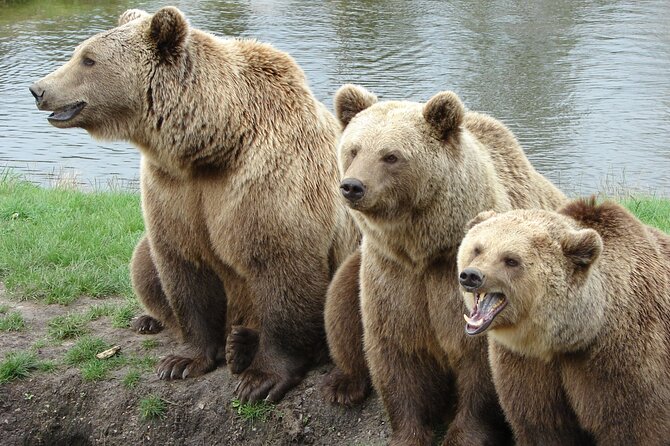 Bear Sanctuary, Bran Castle & Rasnov Fortress – Tour From Brasov