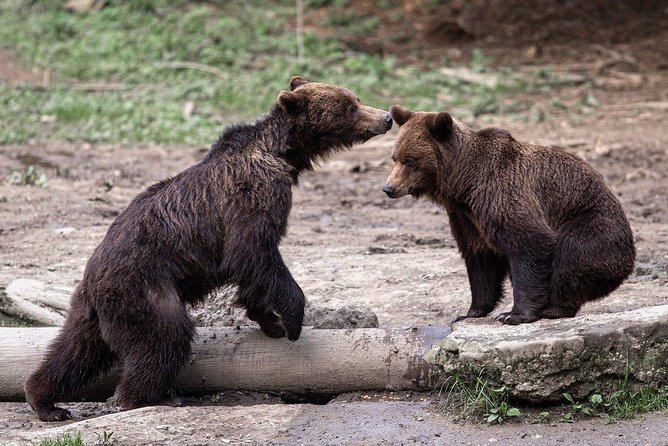 Bear Watching Experience Near Brasov