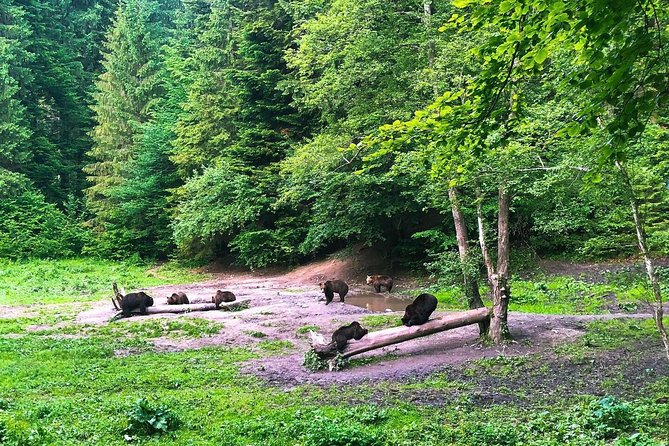 Bear Watching in the Wild From Brasov