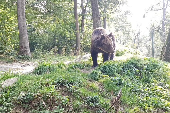 Bears Sanctuary, Dracula Castle and Brasov City - Full Day Trip From Bucharest - Dracula Castle Exploration