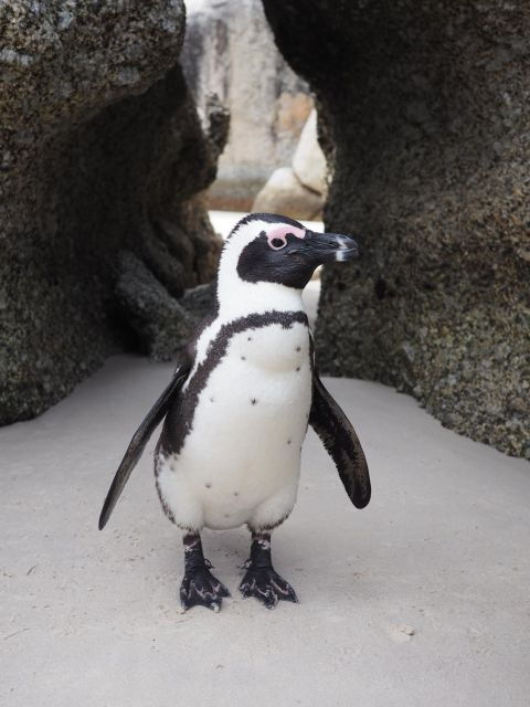 Best of Cape Town in a Day (Cape Point, Penguins and More)