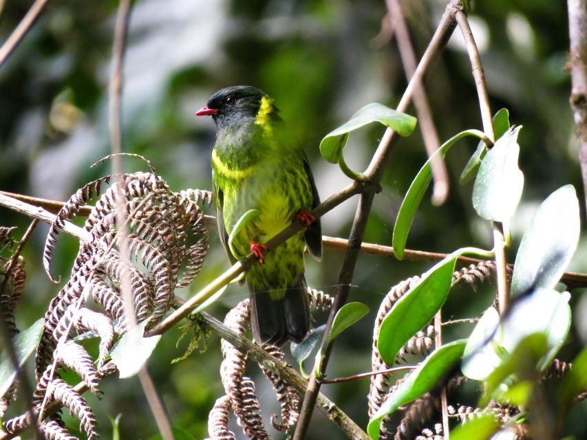 Bird-Hiking: a New Way to Discover Cocora Valley