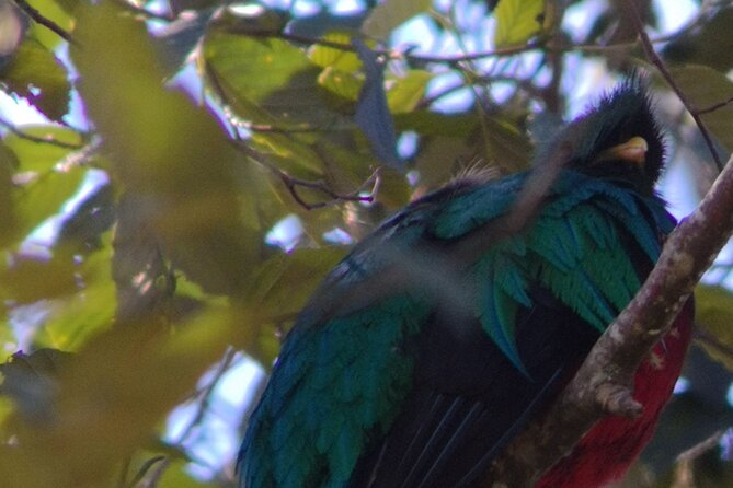 Bird Watching in San Gerardo De Dota From San Jose/Alajuela