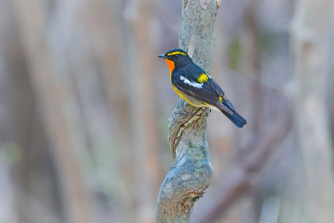 Bird Watching in the Nature Around Nikko Toshogu Shrine