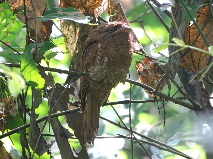 Birdwatching & Bird Photography at Thattekkad - Good To Know