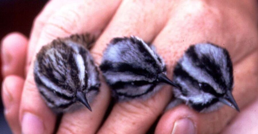 BIRDWATCHING IN AOSTA'S VALLEY - Good To Know