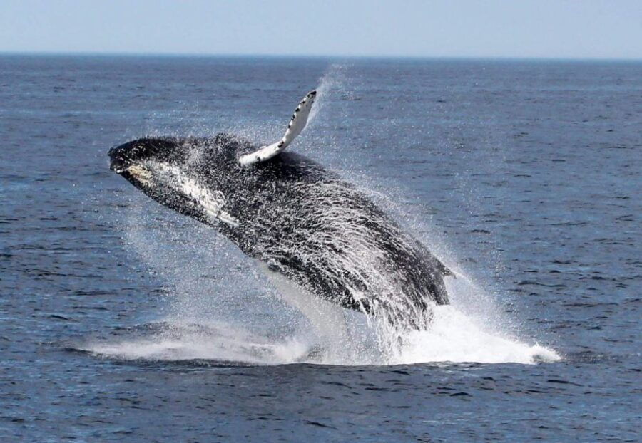 Boa Vista: Half-Day Whale Watching Tour - Booking Information