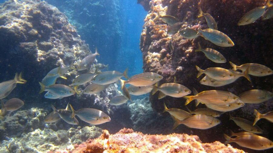 Boat Tour Taormina Sea Experience