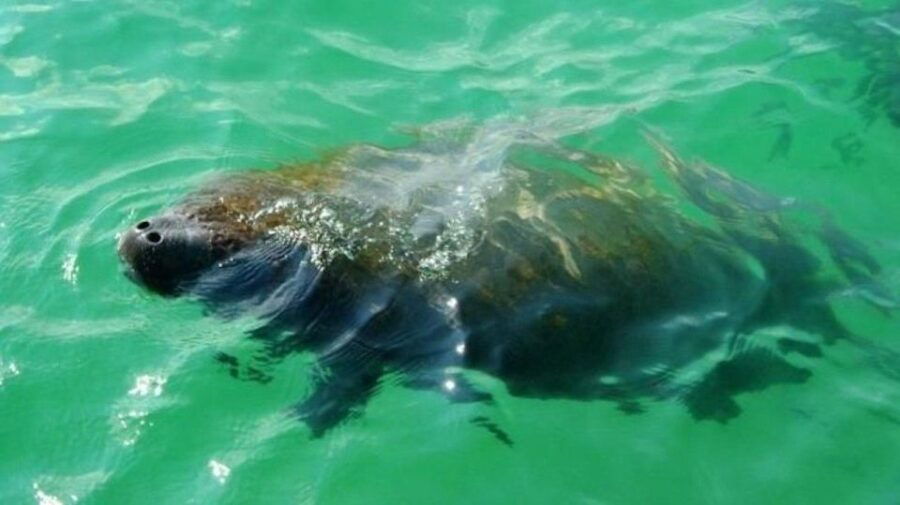 Bradenton: Anna Maria Island Guided Kayaking Manatee Tour