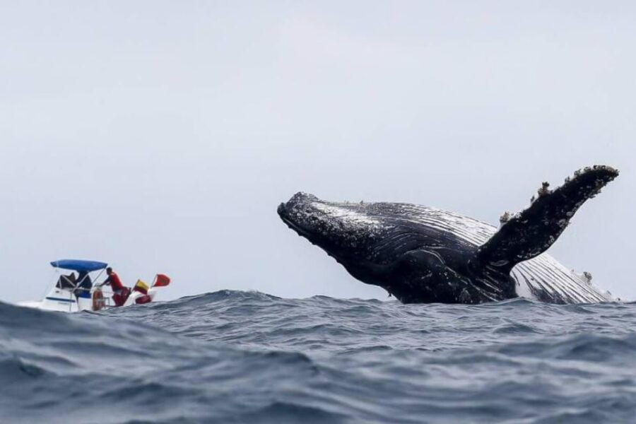 Buenaventura: Whale Watching Trip With Overnight Stay