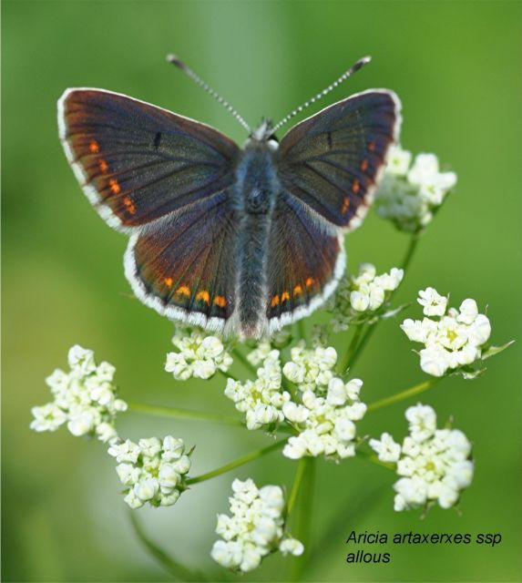 BUTTERFLIES - WATCHING - Good To Know