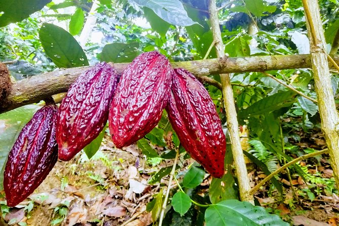 Cacao Indigenous Tour – Private Tour