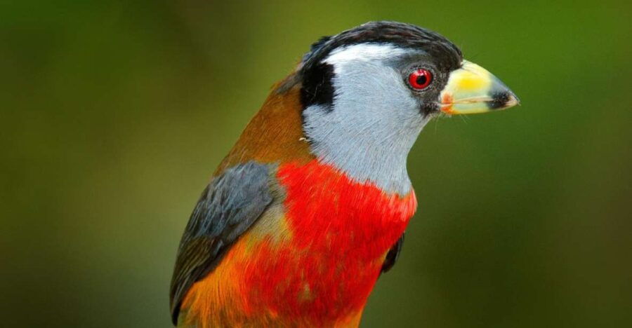 Cali Birdwatching: 4 Days of Feathered Marvels