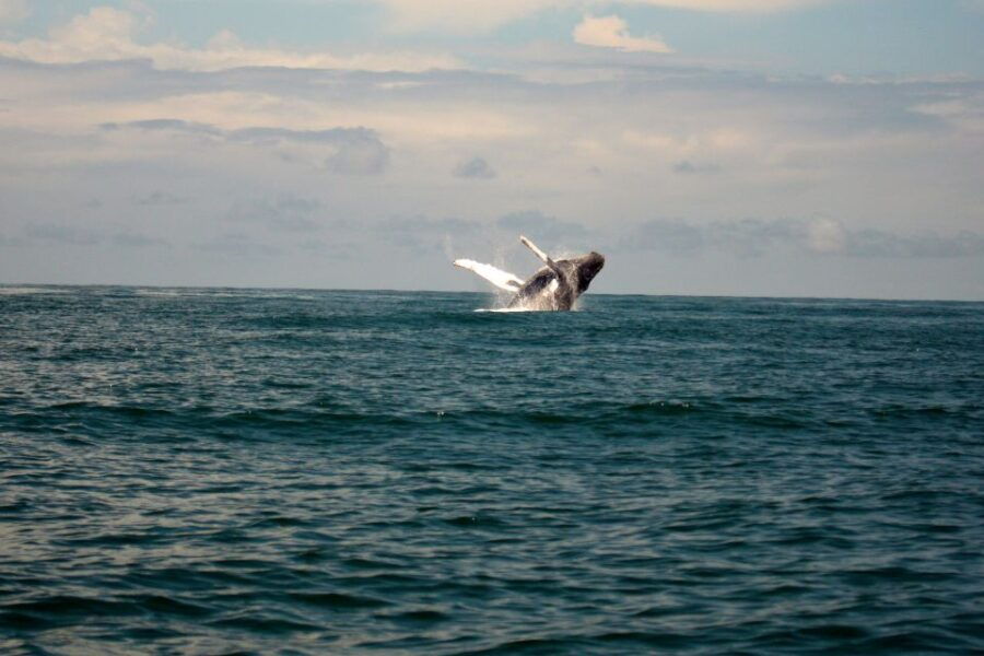 Cali: Whale Watching in the Colombian Pacific Coast - Good To Know