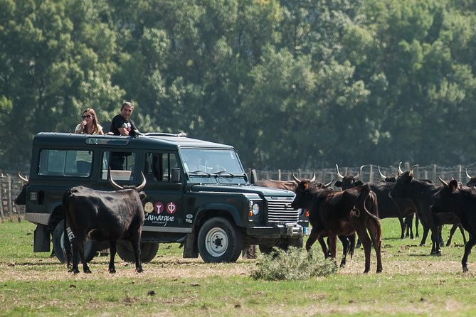 Camargue 4×4 Safari From La Grande Motte (Half Day Trip)