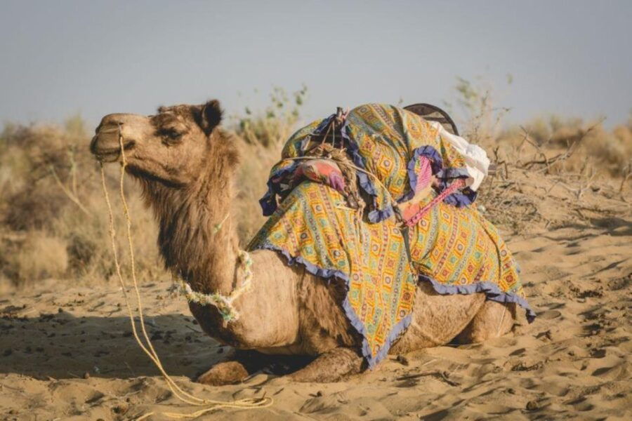 CAMEL SAFARi !n 0sian DeSERT