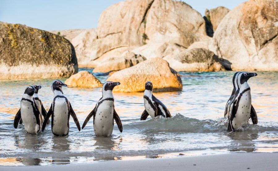 Cape of Good Hope Penguins Seals & Chapmans Peak Shared Tour