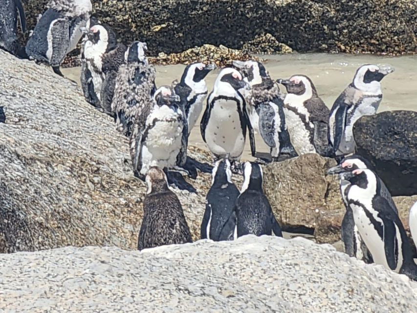 Cape Peninsula Full Day Tour In Private Car