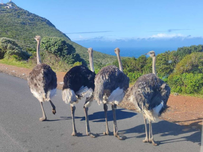 Cape Point, Penguins, Table Mountain Full Day Private Tour