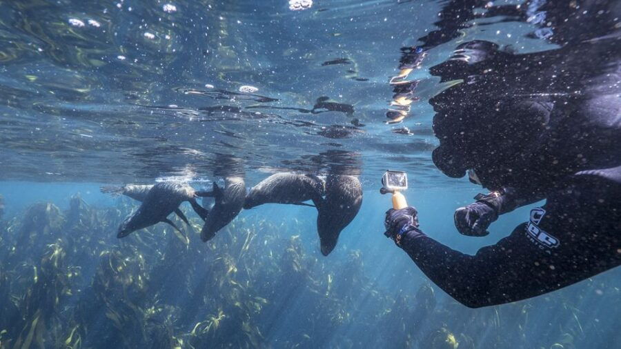 Cape Town: Cruise With Guided Seal Snorkel in Hout Bay
