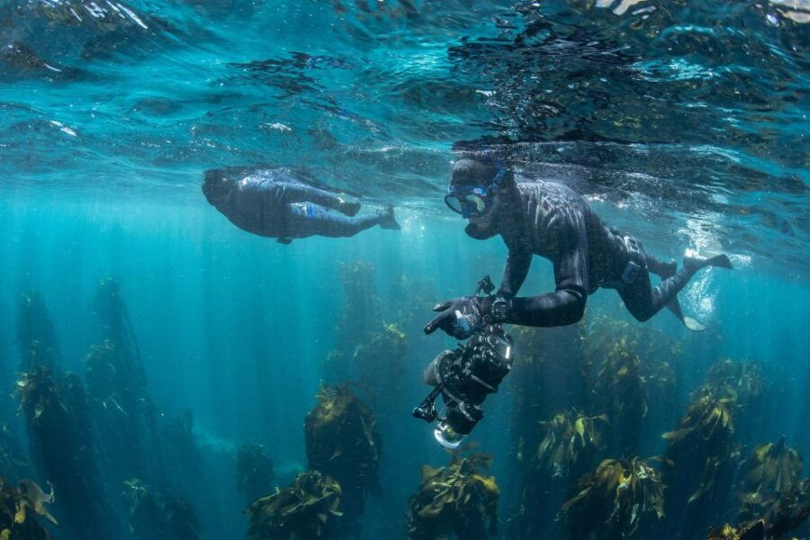 Cape Town: Full-Day Peninsula Tour With a Marine Biologist