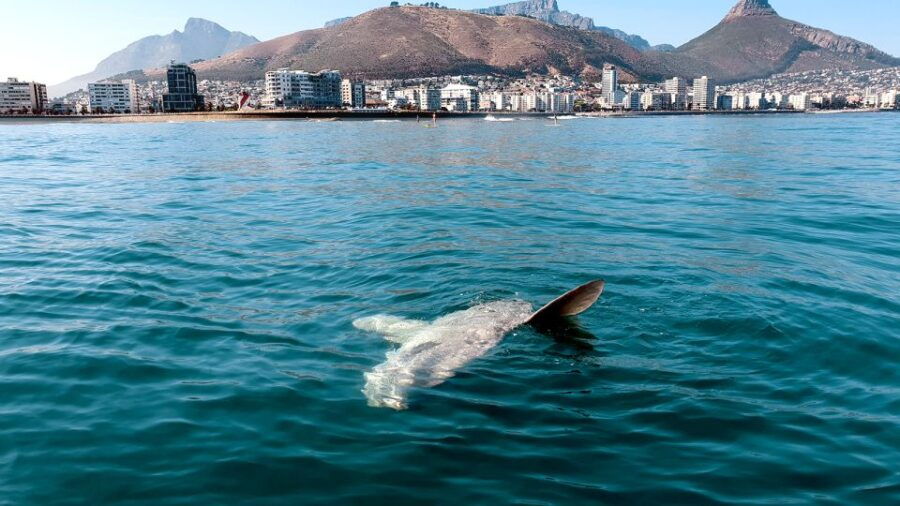 Cape Town: Marine Big 5 Ocean Safari From V&A Waterfront