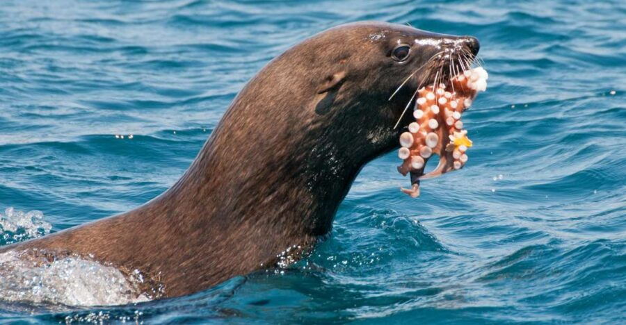 Cape Town: Marine Wildlife Cruise and City Tour