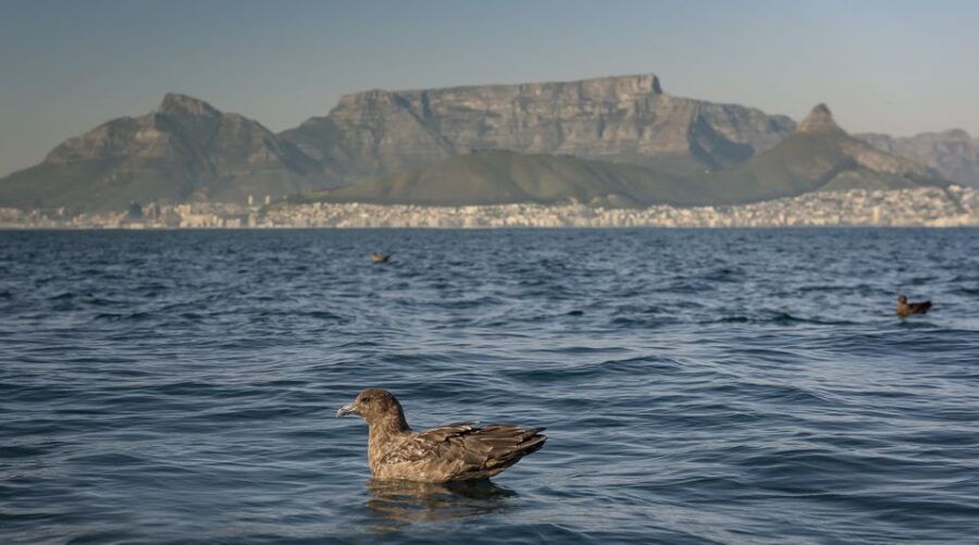 Cape Town: Marine Wildlife Tour From the V&A Waterfront - Tour Description
