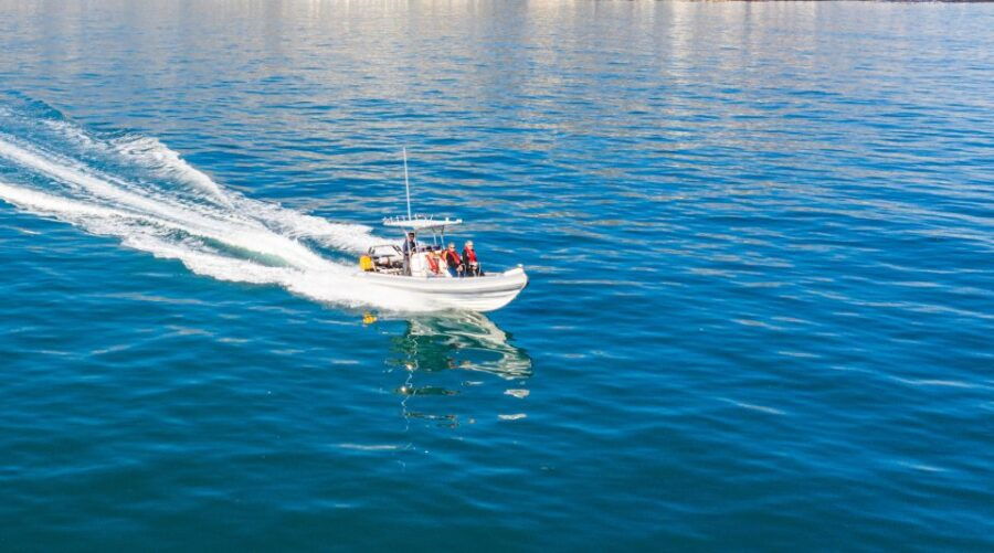 Cape Town: Ocean Wildlife Encounter Guided Boat Tour - Tour Details