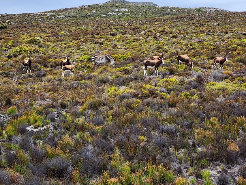 Cape Town: Peninsula, Penguins & Cape of Good Hope Day Tour