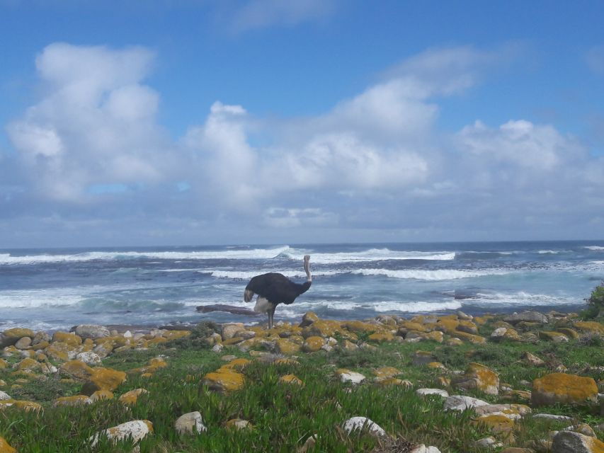 Cape Town: Private Cape of Good Hope Cape Point Morning Tour