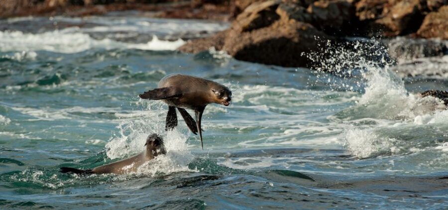 Cape Town: Snorkel With Seals at Duiker Island