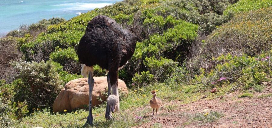 Cape Town: Tour Cape Point & Boulders Beach Penguin Day Trip