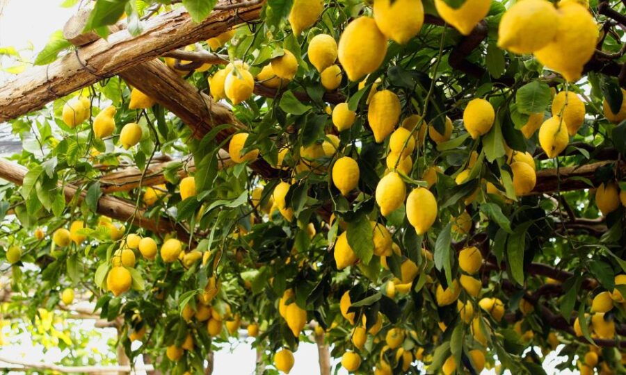 Capri Deluxe Small Group Shared Tour From Sorrento