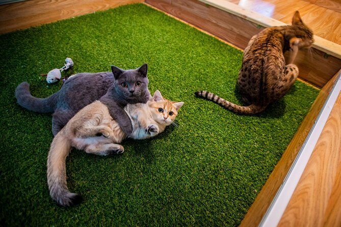 Cat Museum Budapest Entry Ticket - Good To Know