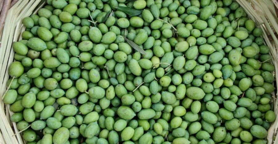 Chania: Full Moon Olive Harvest