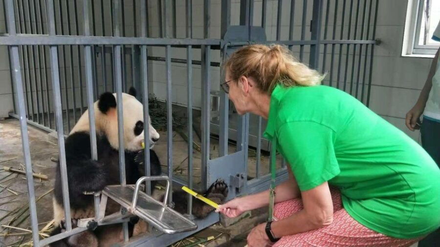 Chengdu: All-Inclusive Panda Volunteering Experience
