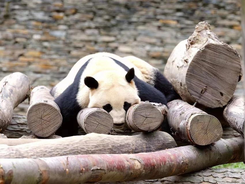 Chengdu: Giant Panda Breeding Research Base Ticket