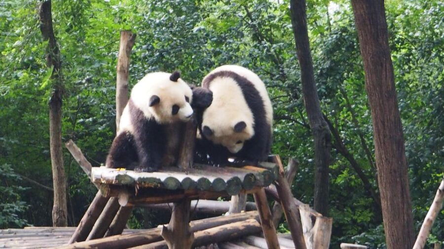 Chengdu Panda Base & Giant Buddha Private Full Day Tour - Tour Experience