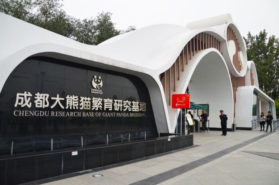 Chengdu: Panda Breeding Base Tickets With Guide/Transfer - Good To Know