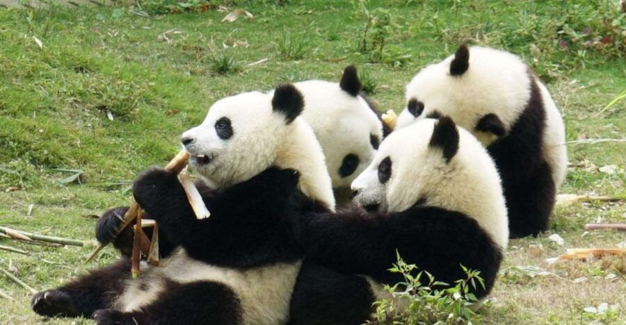 Chengdu Panda Breeding Center Tour Option Panda Volunteer