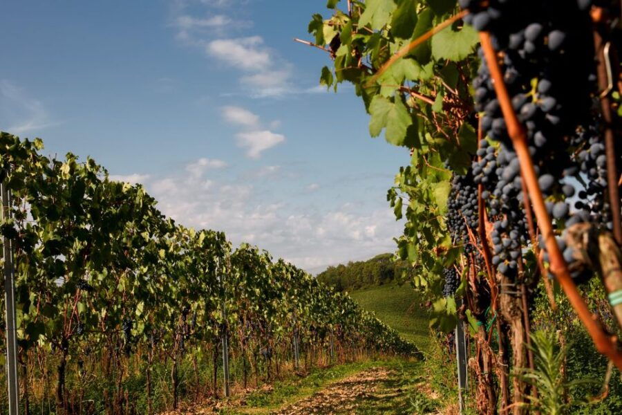 Chianti Colli Fiorentini Winery Tour 18km From Florence