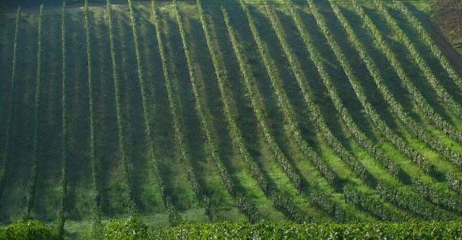 Chianti Wine and Hill Towns Full-Day Tour With Deluxe Van - Tour Details