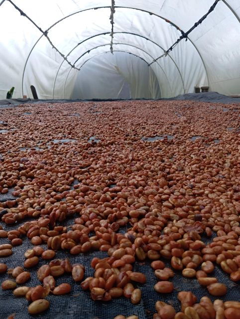 Coffe Tour: Land Rover Adventure, With Harvest and Tasting.