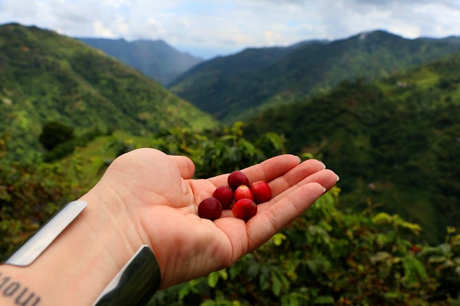 Coffee Night Plan 2D/1N -2H to Medellin-Real Coffee Experience! - Good To Know