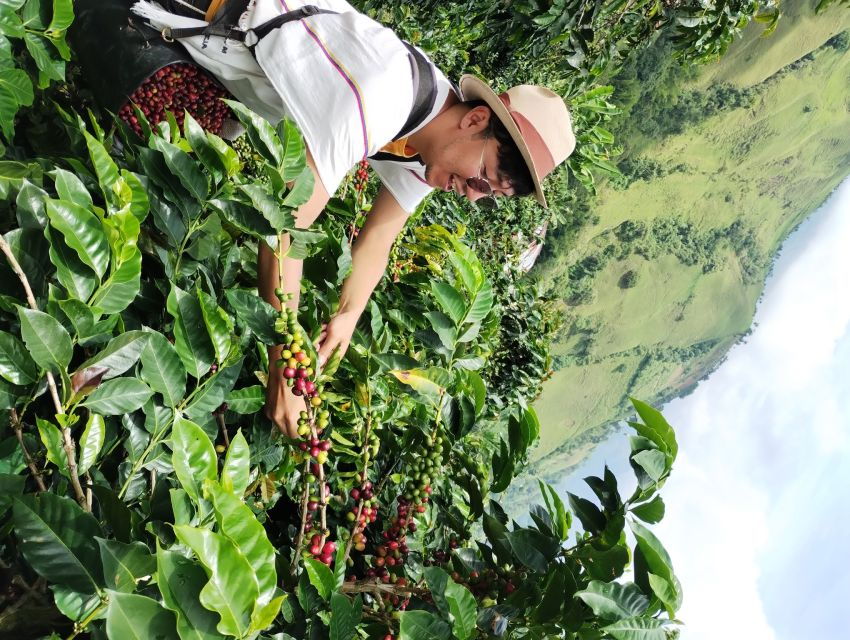 Coffee Region Colombia: Authentic Coffee Experiences - Coffee Region Colombia Overview