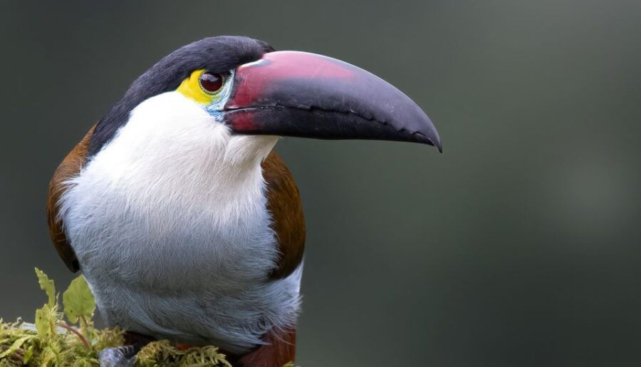 Coffee Wings: 8 Day Birdwatching in Colombia Coffee Region - Day 3: Hacienda El Bosque Birding