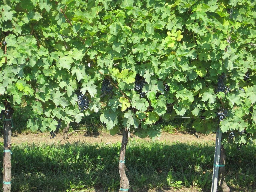 Collio Wine Tasting Tour From Venice or Padova - Language and Group Size
