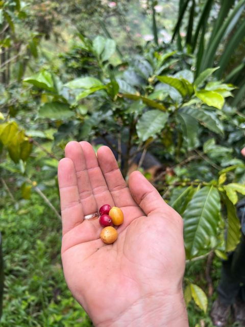Colombia: Private Coffee Tour