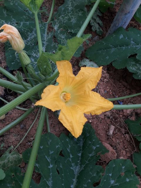 Cretan Farm Tour With Cheese-Making & Food Picnic